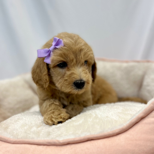 Labradoodle Puppy Elana