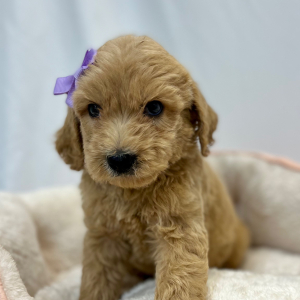 Labradoodle Puppy Elana
