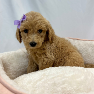 Labradoodle Puppy Elana