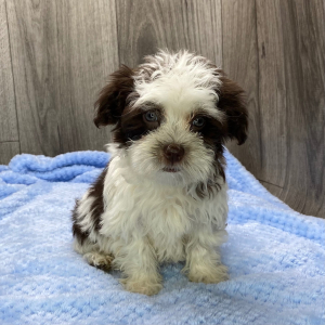 Havanese Puppy Jamie