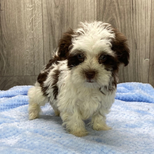 Havanese Puppy Jamie