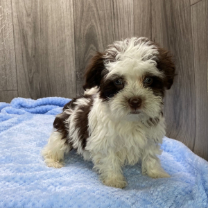 Havanese Puppy Jamie