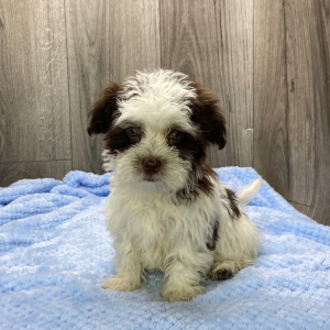 Havanese Puppy Jamie