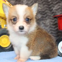 Pembroke Welsh Corgi Puppy Mac