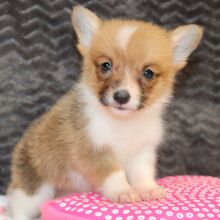 Pembroke Welsh Corgi Puppy Maisy