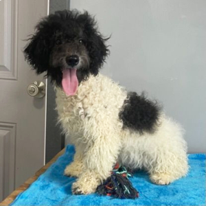 Poodle Puppy Betty