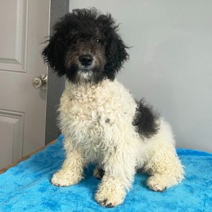 Poodle Puppy Betty