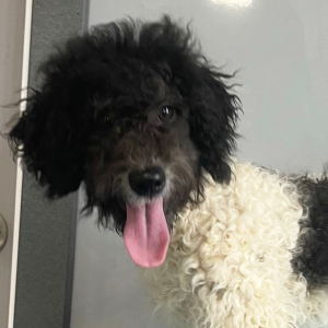 Poodle Puppy Betty