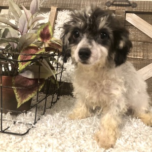 Poodle Puppy Poochie