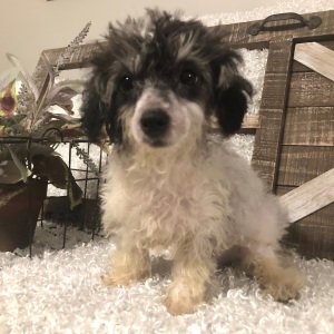 Poodle Puppy Poochie