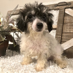 Poodle Puppy Poochie