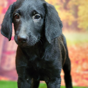 Labradoodle Puppy Prissy