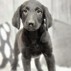 Labradoodle Puppy Prissy