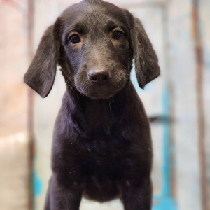 Labradoodle Puppy Prissy