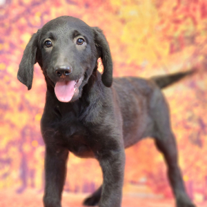 Labradoodle Puppy Prissy