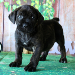 Cane Corso Puppy Tiffany