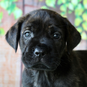 Cane Corso Puppy Tiffany
