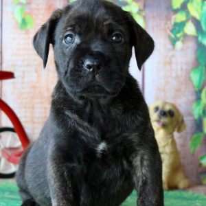 Cane Corso Puppy Tiffany