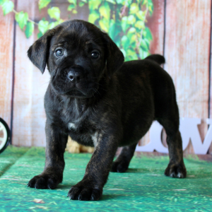 Cane Corso Puppy Tiffany