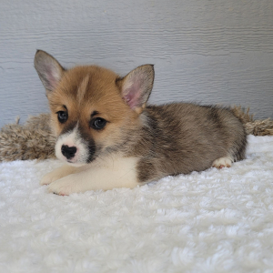 Pembroke Welsh Corgi Puppy Chloe