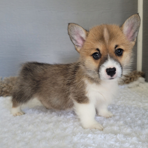 Pembroke Welsh Corgi Puppy Chloe