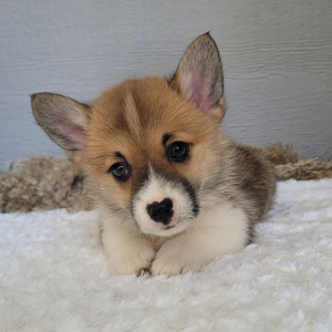 Pembroke Welsh Corgi Puppy Chloe