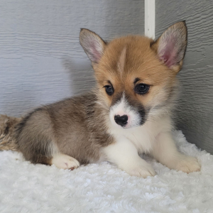 Pembroke Welsh Corgi Puppy Chloe