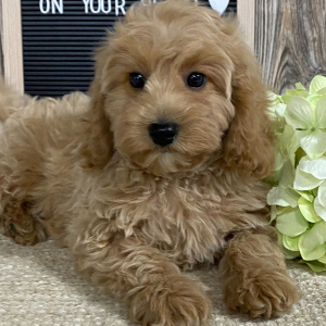 Cavapoo Puppy Daxter