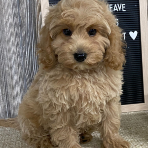 Cavapoo Puppy Daxter