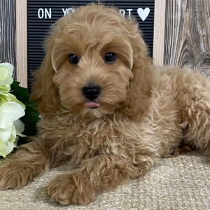 Cavapoo Puppy Daxter