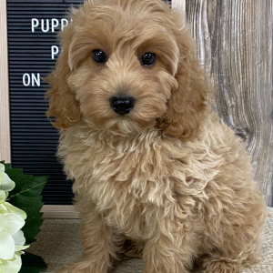 Cavapoo Puppy Daxter