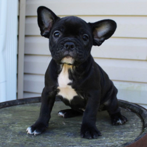 French Bulldog Puppy Chloe
