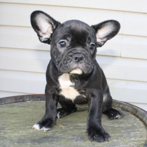 French Bulldog Puppy Chloe