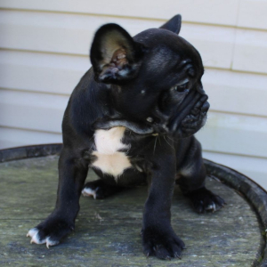French Bulldog Puppy Chloe