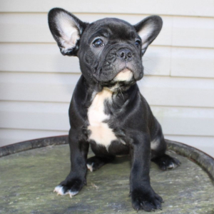 French Bulldog Puppy Chloe