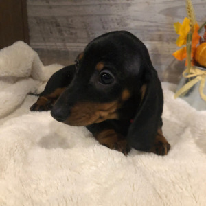 Dachshund Puppy Milo