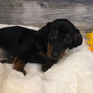 Dachshund Puppy Milo