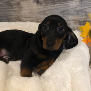 Dachshund Puppy Milo