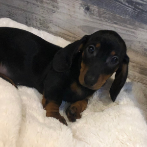 Dachshund Puppy Milo