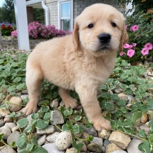 Golden Retriever Puppy Harvey