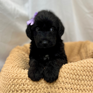 Labradoodle Puppy MacKait