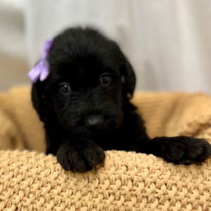 Labradoodle Puppy MacKait