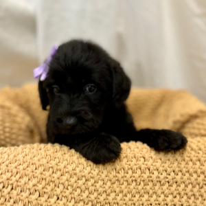 Labradoodle Puppy MacKait