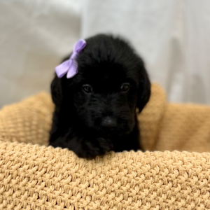 Labradoodle Puppy MacKait