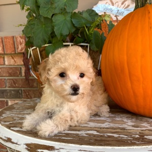 Maltipoo Puppy Jewel