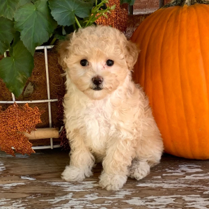 Maltipoo Puppy Jewel