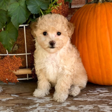 Maltipoo Puppy Jewel