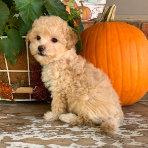 Maltipoo Puppy Jewel