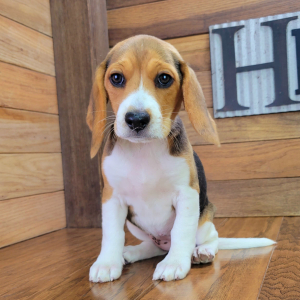 Beagle Puppy Bella