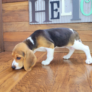 Beagle Puppy Bella